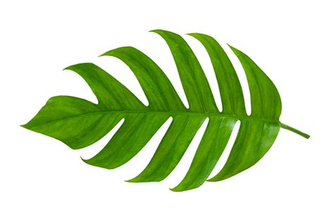 jungle leaves png.